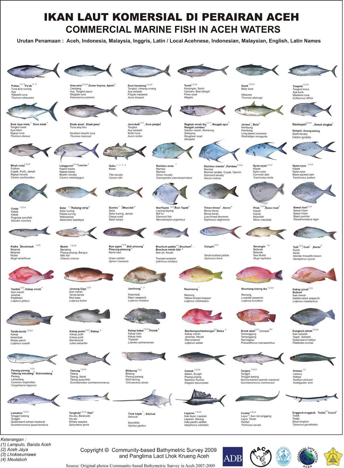 Ikan Laut Komersial di Aceh